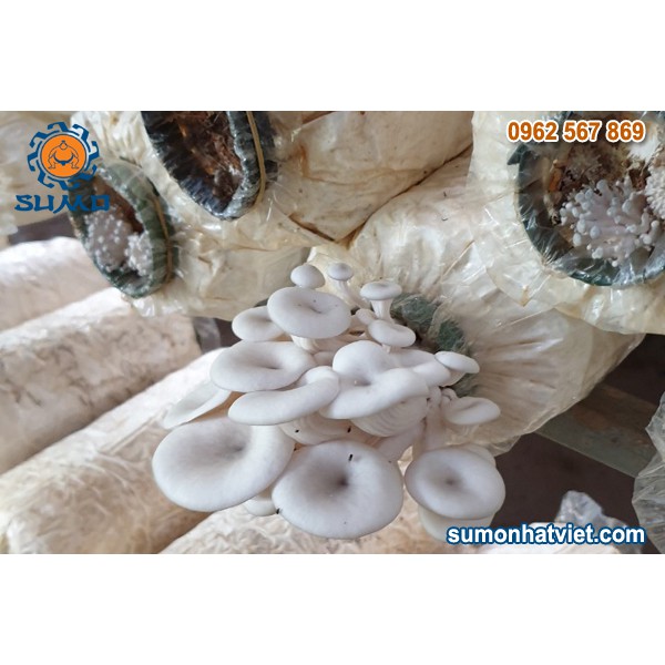 5 phôi bào ngư trắng + 5 phôi bào ngư nâu - Phôi nấm trông tại nhà