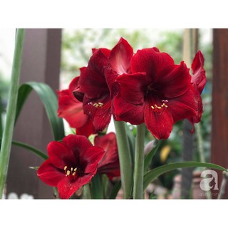 Lan huệ nội Gáo( đang ép nụ)