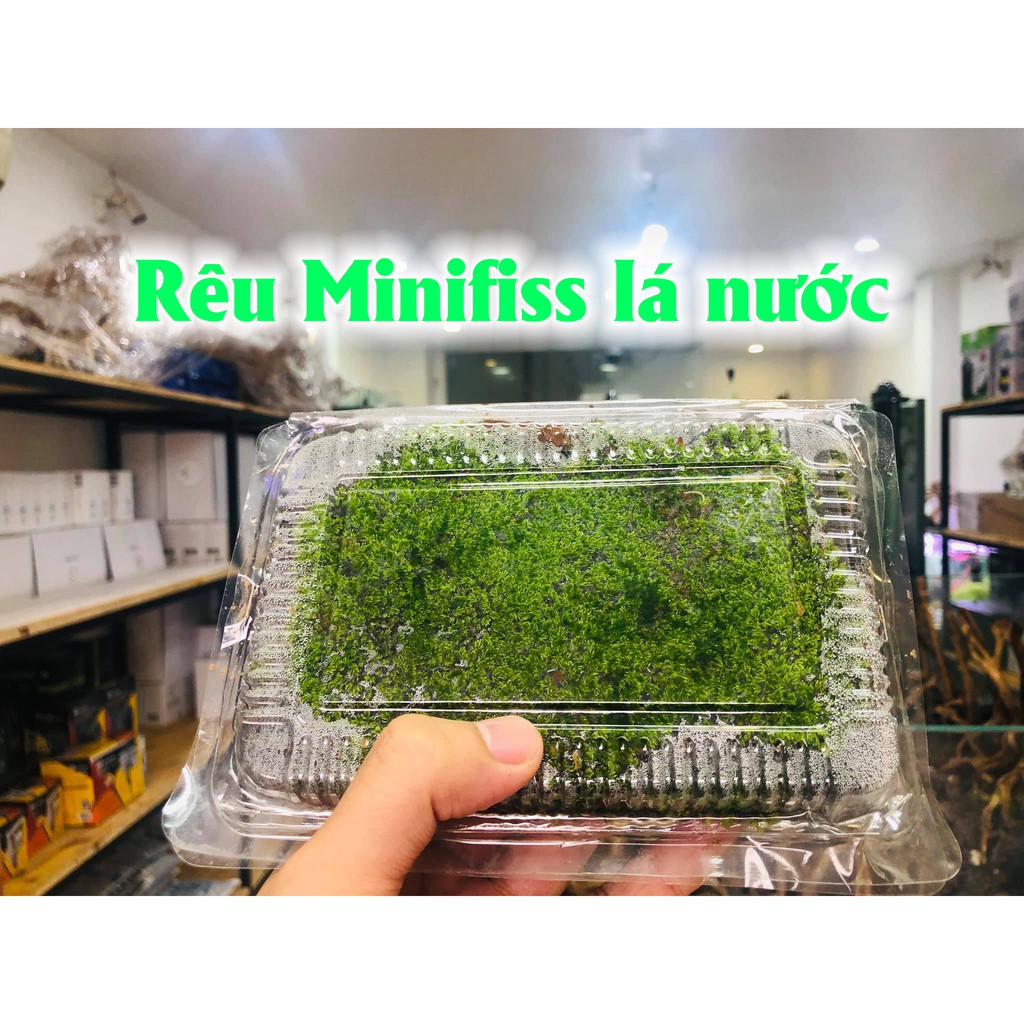 Rêu Minifiss lá nước siêu đẹp, đảm bảo chất lượng