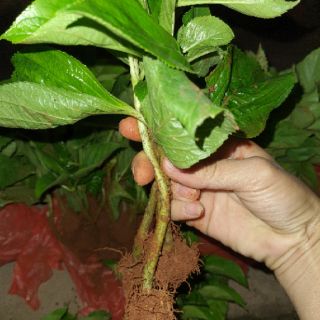 cẩm tú cầu bầu ổn định