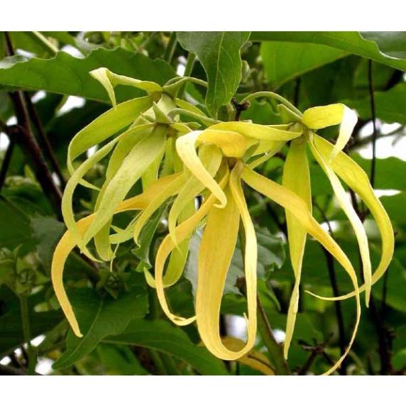 Cây hoa dẻ, cây hoa rẻ giống hay cây móng rồng, hoa vàng chùm, hoa thơm
