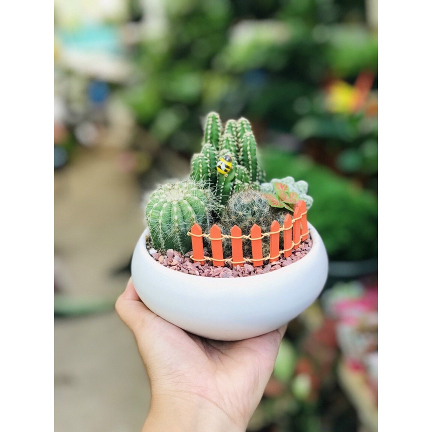 SET TIỂU CẢNH SIÊU ĐẸP BAO GỒM SEN ĐÁ+ XƯƠNG RỒNG+ ĐẤT+CHẬU+ĐÁ RẢI MẶT+ PHỤ KIỆN