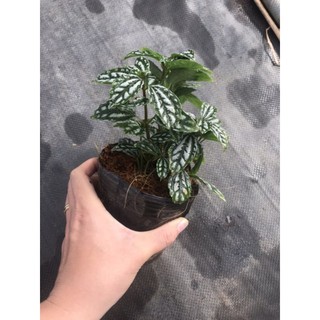 Chậu cứng lá sọc dưa hấu