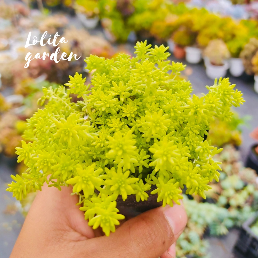 CỎ SEDUM VÀNG SIZE BÉ, HÀNG ĐÀ LẠT, SIÊU XINH SIÊU KHỎE, LỖI 1 ĐỔI 1