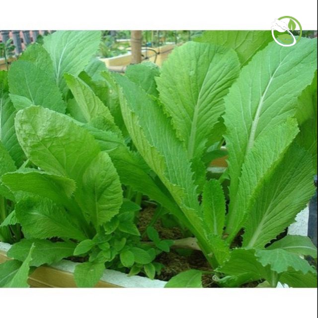 Hạt Giống Cải Bẹ Xanh Mỡ Cao Sản Phú Nông - Gói 20g-50g - Leaf Mustard