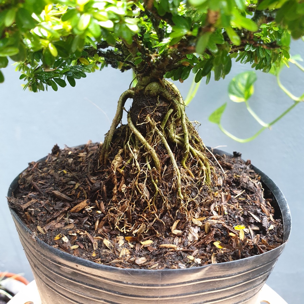 Bonsai mini linh sam hạt gạo - linh sam lá rí