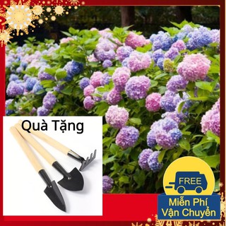 Hạt Giống Hoa Cẩm Tú Cầu Tặng Bộ Dụng Cụ Mini Trồng Cây Tặng Bộ Dụng Cụ Mini Trồng Cây
