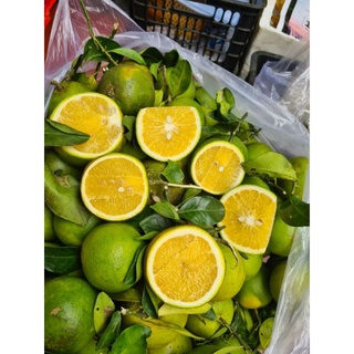 Cam xoàn mỏng vỏ     1kg