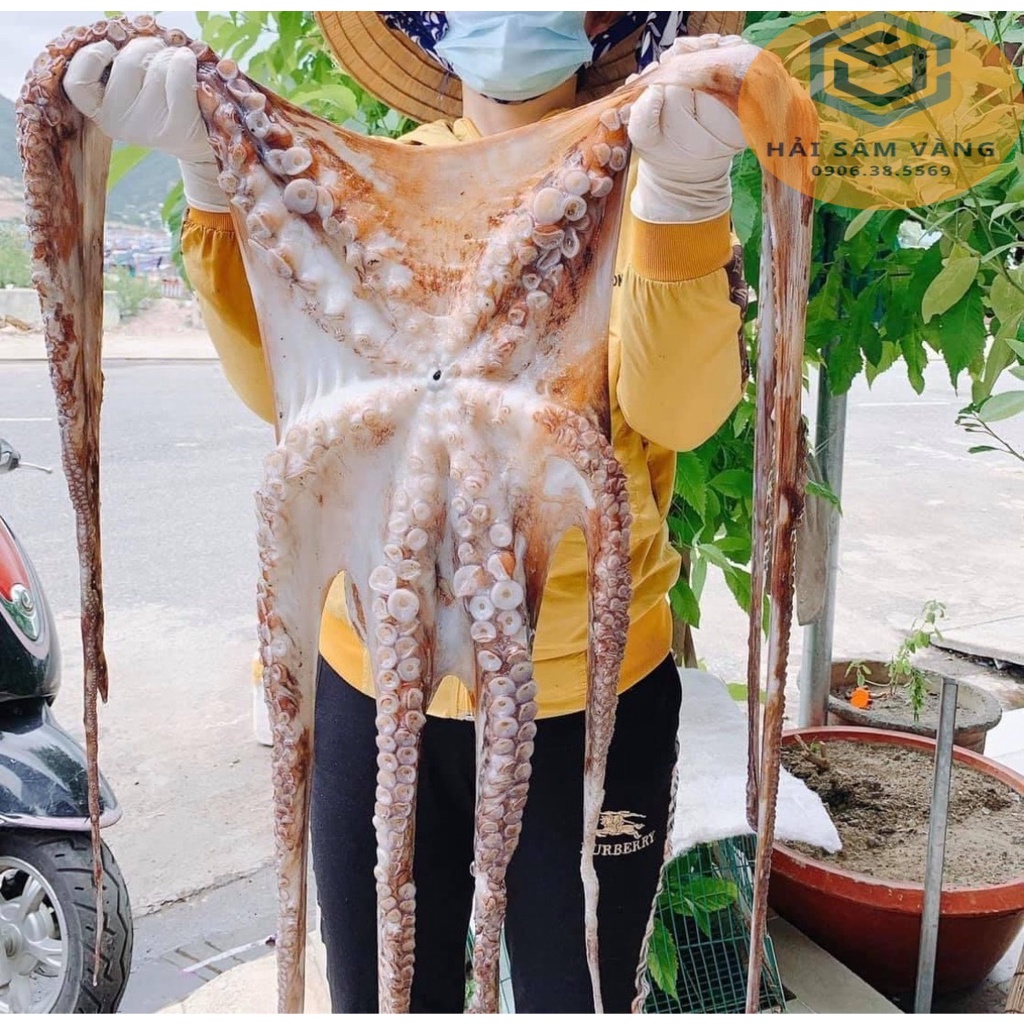 BẠCH TUỘC KHỔNG LỒ MADA