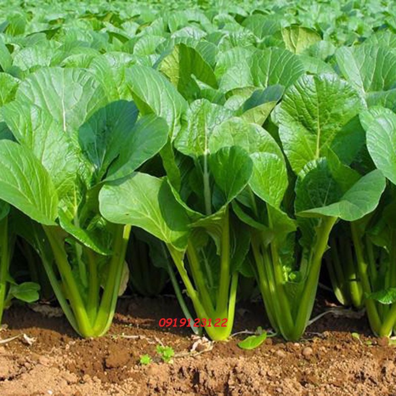 Hạt Giống Rau Cải Ngọt Cao Sản gói 20g