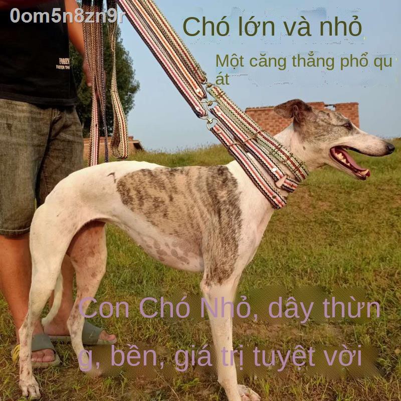 ❄❧₪Một con chó tốt kéo chặt dây thừng Whippet Gehui 2 Te Grie Greyhound chiếc xích để dắt đi dạo