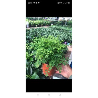 Câ tóc thần vệ nữ