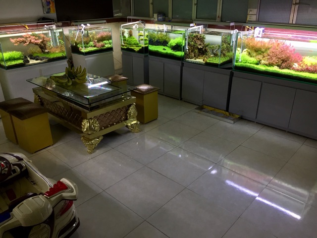 Bể cá thủy sinh phong cách Hà Lan