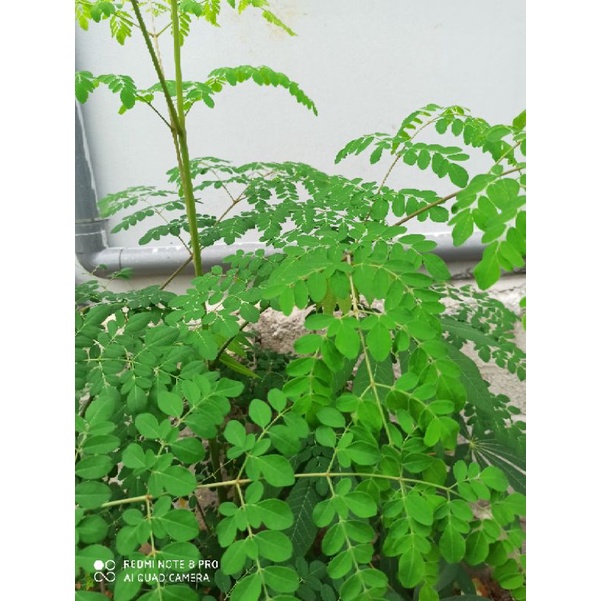 2 cành  cây chùm ngây, cây siêu bổ dưỡng