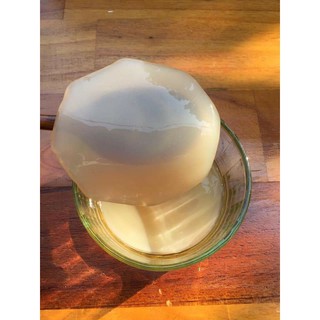 CON GIỐNG JUN KOMBUCHA LÀM TRÀ XANH MẬT ONG LÊN MEN