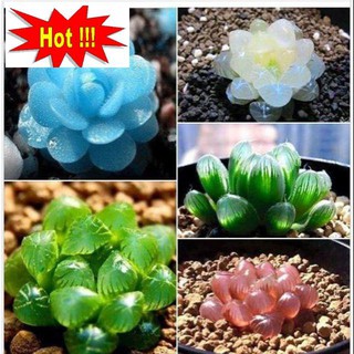 10 hạt giống sen đá kim cương