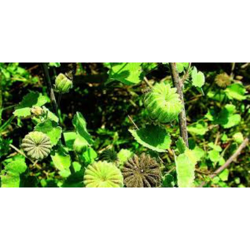 50 hạt Cây Cối xay/ Cây Kim Hoa Thảo/ Cây Nhĩ Hương Thảo/ Cây Ma Mãnh Thảo/ Cây Dằng Xay