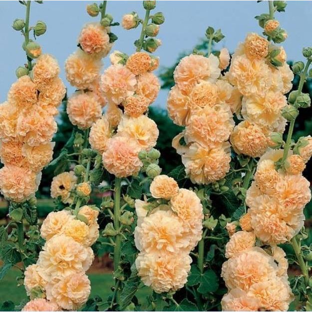 Hạt giống mãn đình hồng kép mix - 1 gói 50 hạt