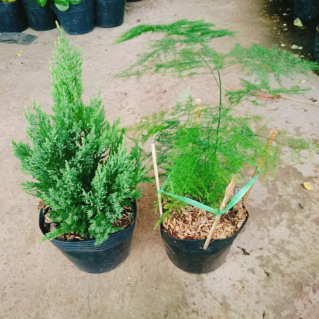 Combo Cây Sơn Tùng + Cây Thủy Tùng