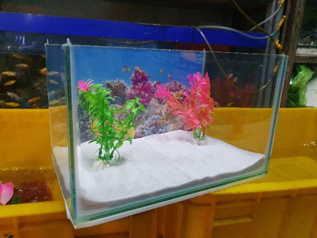 COMBO HỒ CÁ CẢNH TRANG TRÍ ĐƠN GIẢN 24X15X15CM