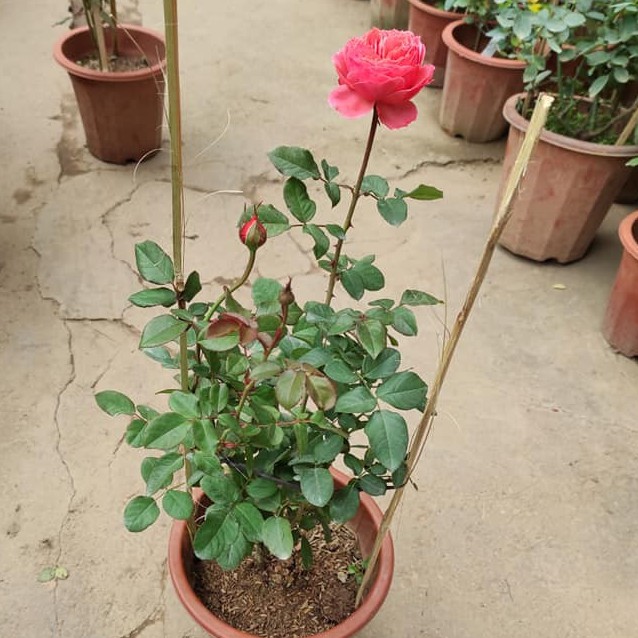 Hoa hồng Flamingo màu hồng cam rực rỡ đến từ nước Đức -Vườn Hoa Melinhrose