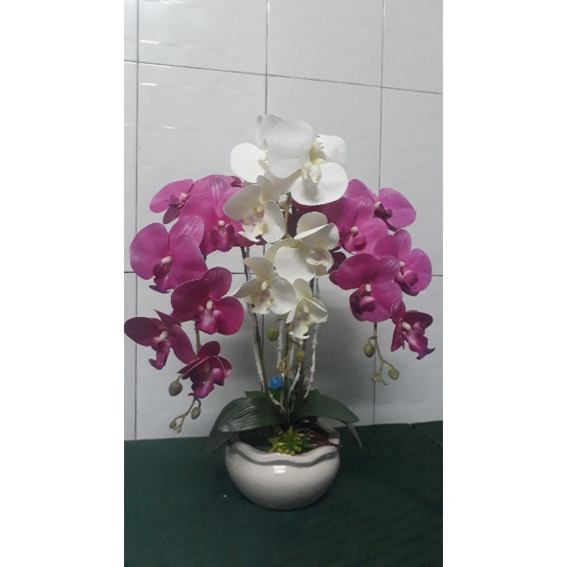 CHẬU LAN HỒ ĐIỆP 3 CÀNH