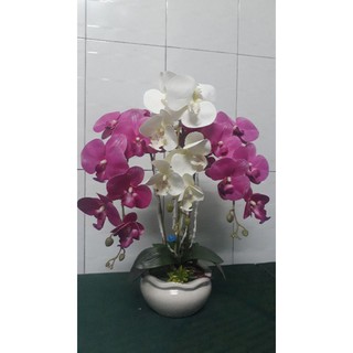 CHẬU LAN HỒ ĐIỆP 3 CÀNH