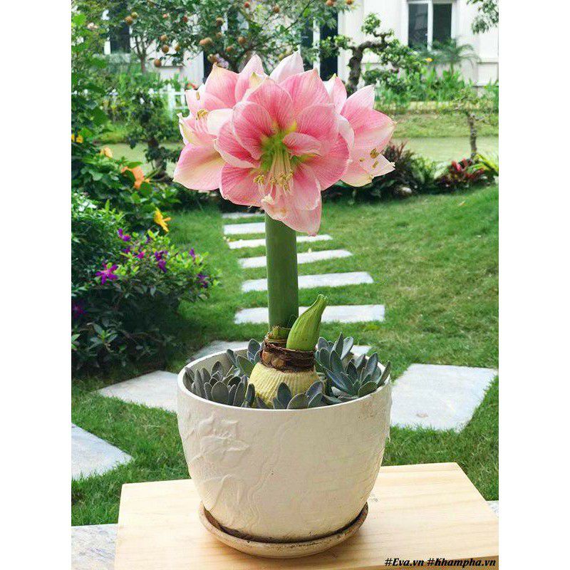 Củ hoa huệ tây nhiều màu
