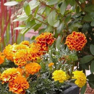 HẠT GIỐNG CÚC VẠN THỌ ONG LỬA gói 50 hạt - HÀNG CÔNG TY