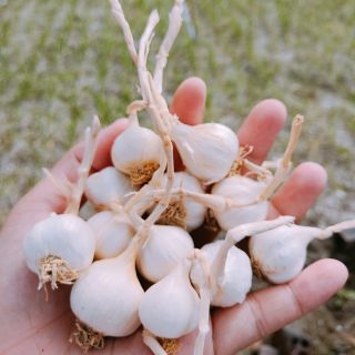 Tỏi nhỏ (nhiều tép) Khánh Hòa [túi 1kg]