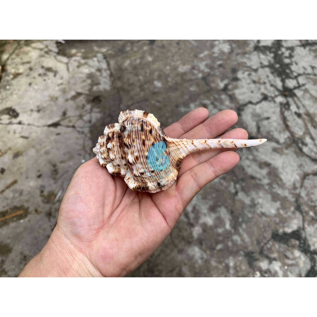 VỎ ỐC ỐNG ĐIẾU/ ỐNG VỐ SIZE TO, trang trí nhà cửa, bàn làm việc, bể cá cảnh, quà lưu niệm