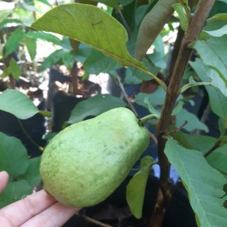 Cay ổi lê đang trái quá đẹp