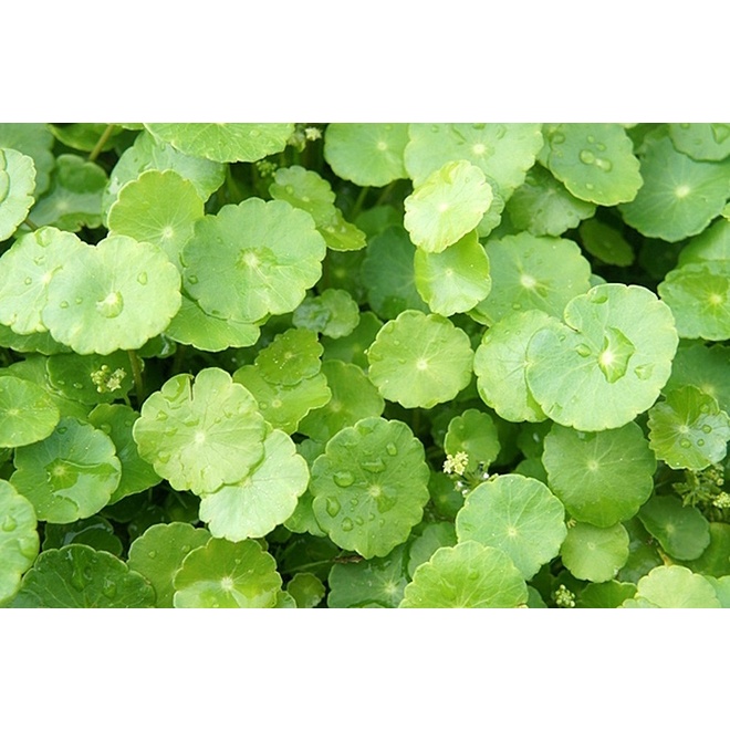 Hạt giống rau má lá nhỏ cao sản F1