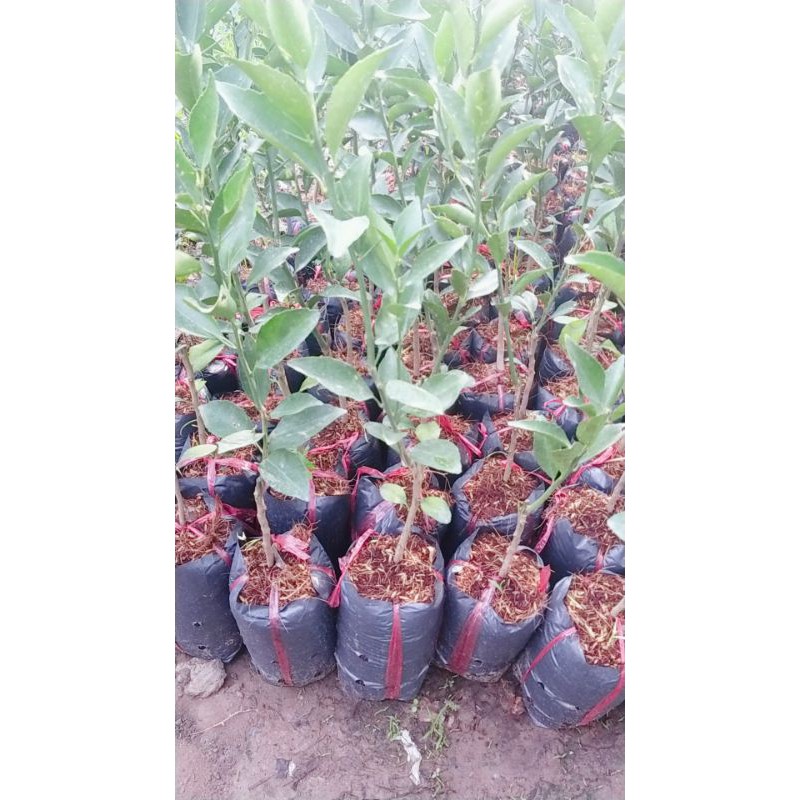 CÂY GIỐNG QUÝT ĐƯỜNG
