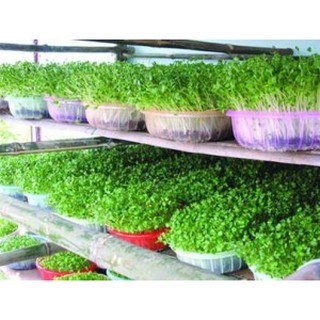 Gói 100gr Hạt giống rau mầm Cải Bẹ Xanh - Thế Giới Rau Mầm
