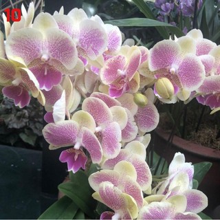 HOA LAN HỒ ĐIỆP GIỐNG