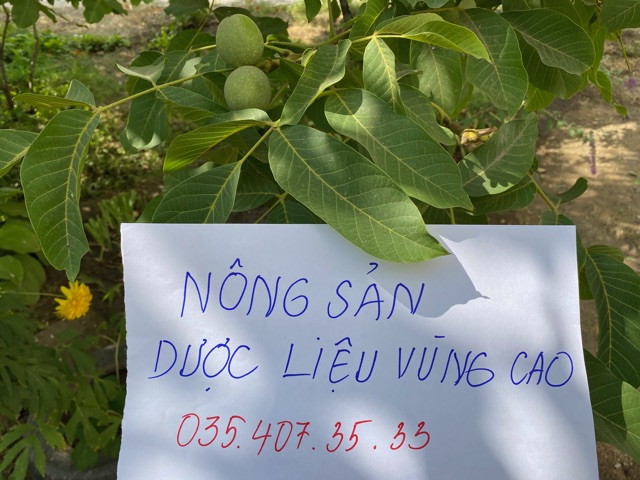 QUẢ ÓC CHÓ SẠCH CHUẨN NẾP ( loại 1 quả to )