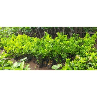 Cây Quất-Cây Hạnh- Cây Tắc trái sẵn Giá rẻ Bao Hàng