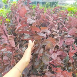 Cây giống mận đỏ