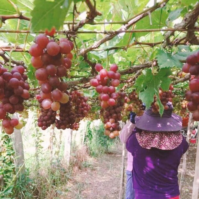 Cây Nho Giống Đỏ Red Cardinal Trái To