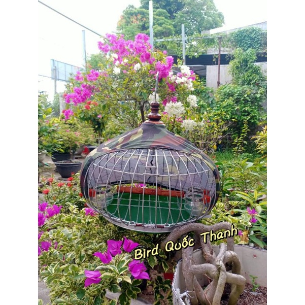 Lồng Cu Bầu Áo Lính