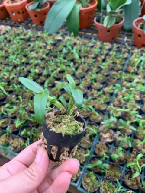 Cây giống Phong lan Phi điệp hoà bình