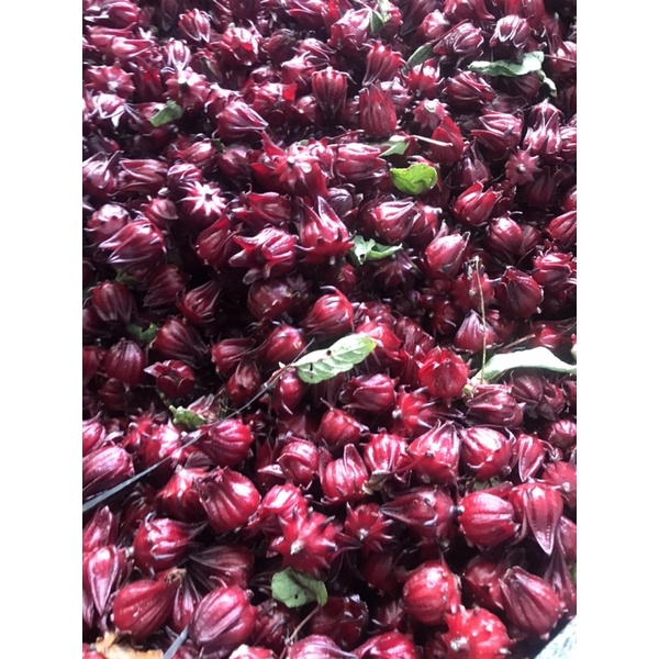 HOA TƯƠI ATISO , HIBICUS NGUYÊN HẠT