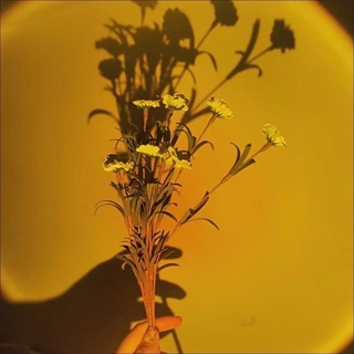 Đèn Decor Sunset