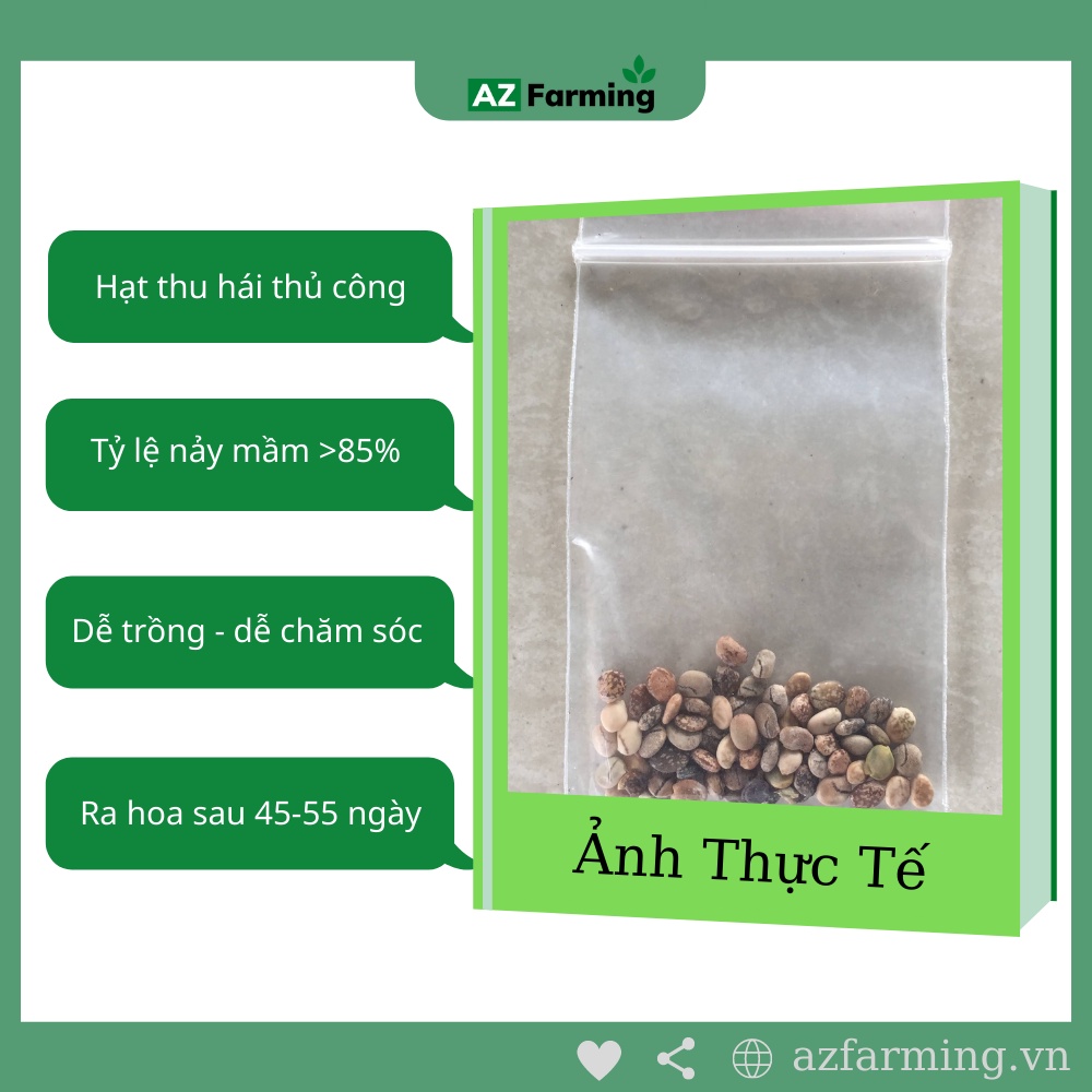 Hạt Giống Đậu Lupin - 50 Hạt - AZ Farming