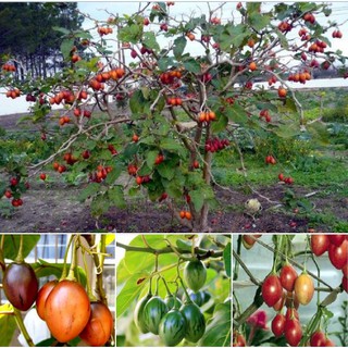 Hạt giống Cà chua thân gỗ – Cà chua Tamarillo - 10 hạt/kèm 1 gói kích mầm hạt