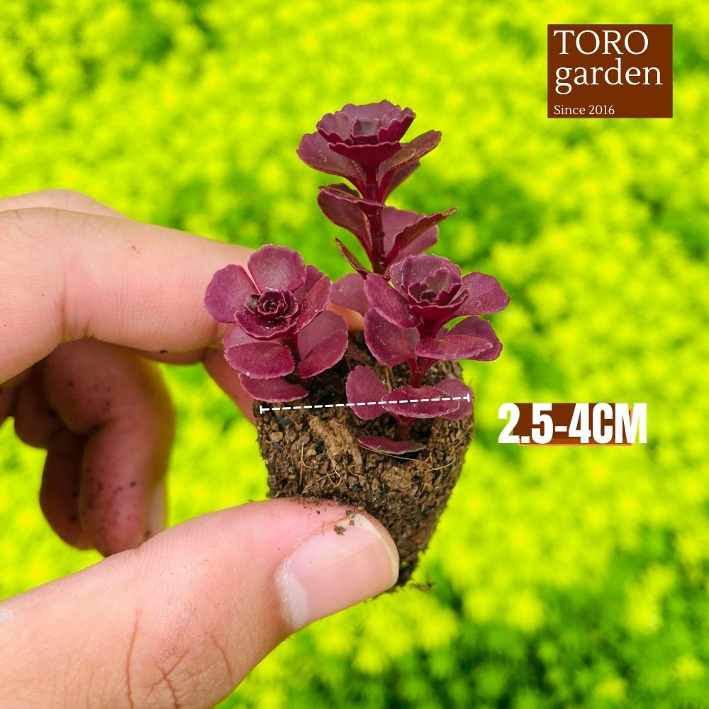 Sen đá sedum huyết long Đà Lạt size mini cây cảnh trang trí nhà cửa Toro garden