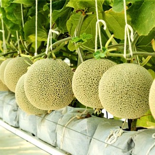 Hạt giống dưa lưới