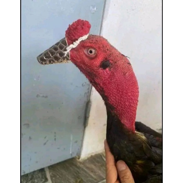 Bịt mỏ 50, 100 da xịn xò