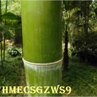 Hạt giống tre xanh Nanzhu Gangzhu Hạt giống tre bốn mùa 20h